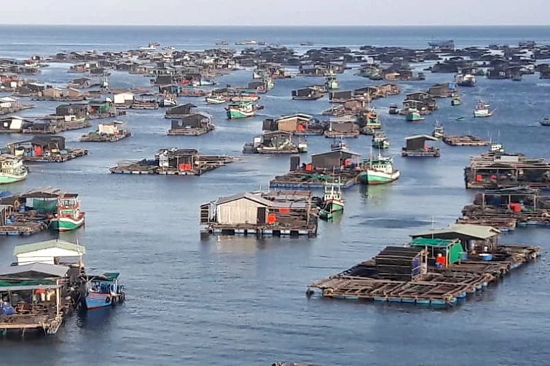 Thực trạng ngành thủy sản Việt Nam hiện nay.